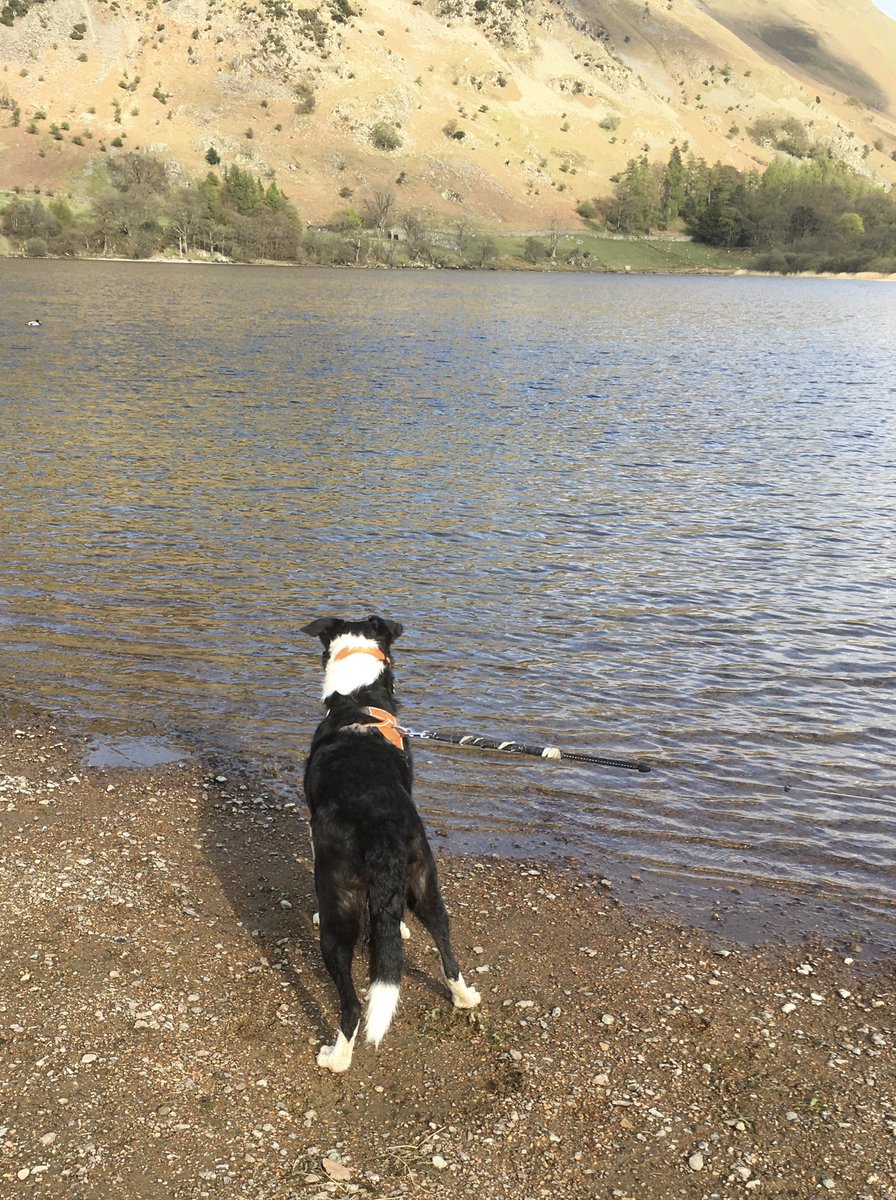<a href="/rfj1966/">RFJ💙 🇺🇦</a> <a href="/phil_d13/">Phil</a>  Friday dogs dog <a href="/BorderGem/">Gem the Border Collie 💎</a> looking over Ullswater one early Friday evening in 2021