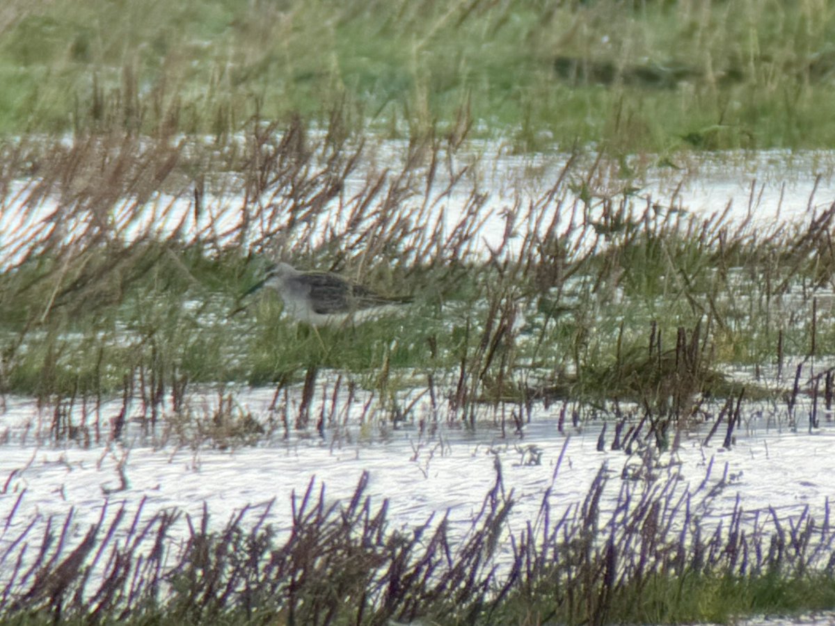 DarbyBug's tweet image. 11 plus Curlew Sand, 3 Pinkfeet, 50 Goldies, 8 Ruff, 300 Bl t Godwit, 3000 Teal, 50 Pintail plus Wigeon, Shoveler, Gadwall etc, 5 Marsh Harrier, Peregrine on a rare looking Crossens Outer at #Marshside