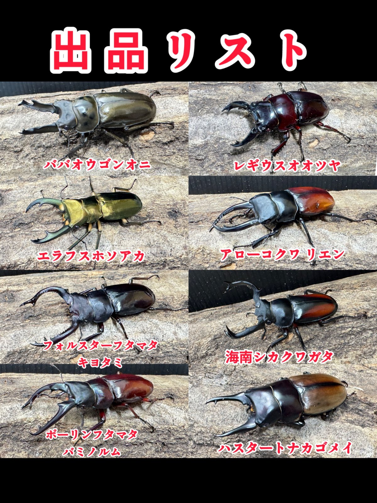 蝶標本　キンちゃん　リクエスト品 蝶標本 北海道産ムモンアカシジミ♂♀ 採集品 ⭐️キンちゃん様