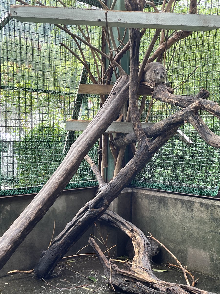 asa_zoo's tweet image. ケープハイラックスは木の葉っぱが大好き！
与えると瞬く間に食べ尽くします。

（現在ケープハイラックスは非公開施設で飼育中です）
#asazoo #ケープハイラックス
