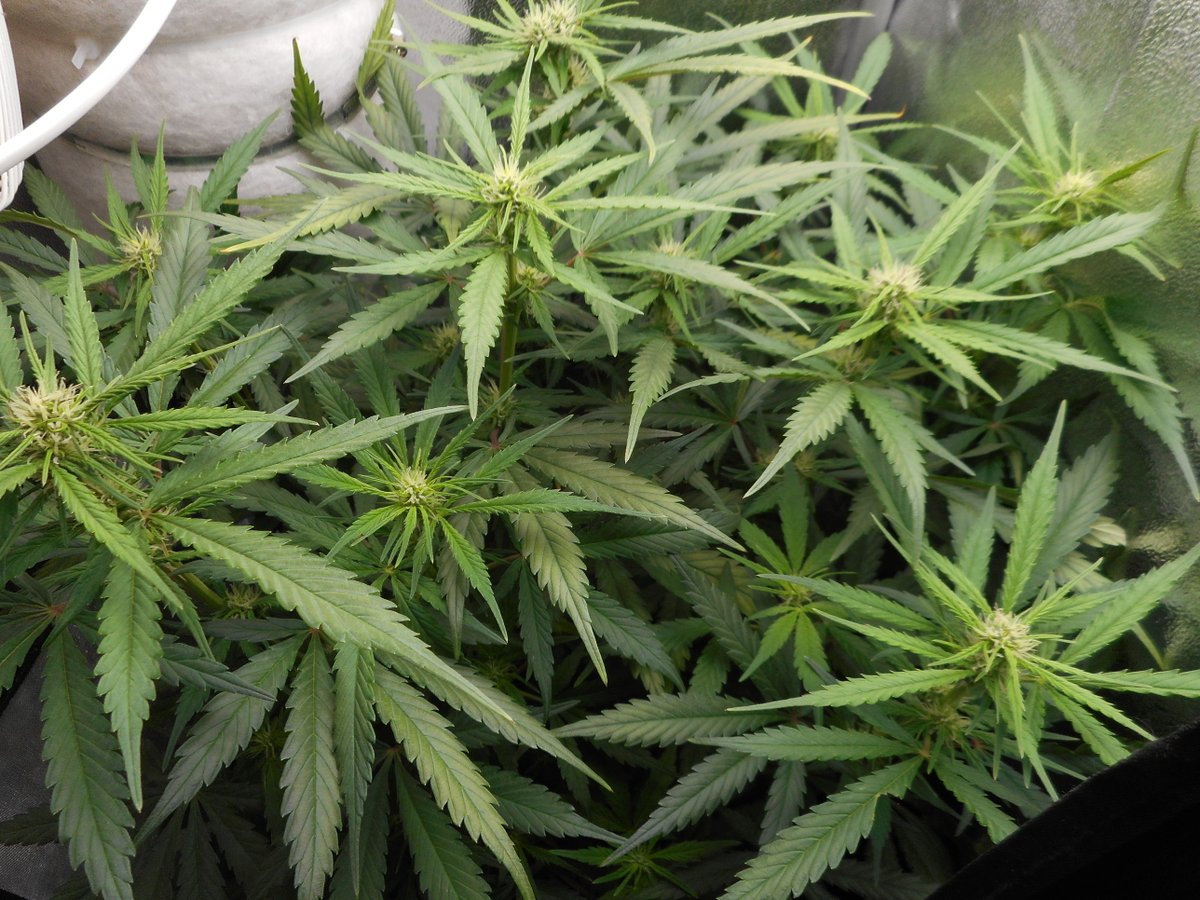 MySeeds_de's tweet photo. Lemon AK in Woche 3 🍋⚡ Budlets überall.
Defol jetzt oder laufen lassen? Dein Call – warum?
#LemonAK #Autoflower #Homegrow #CannabisCommunity https://t.co/YuoBoJ5bL4