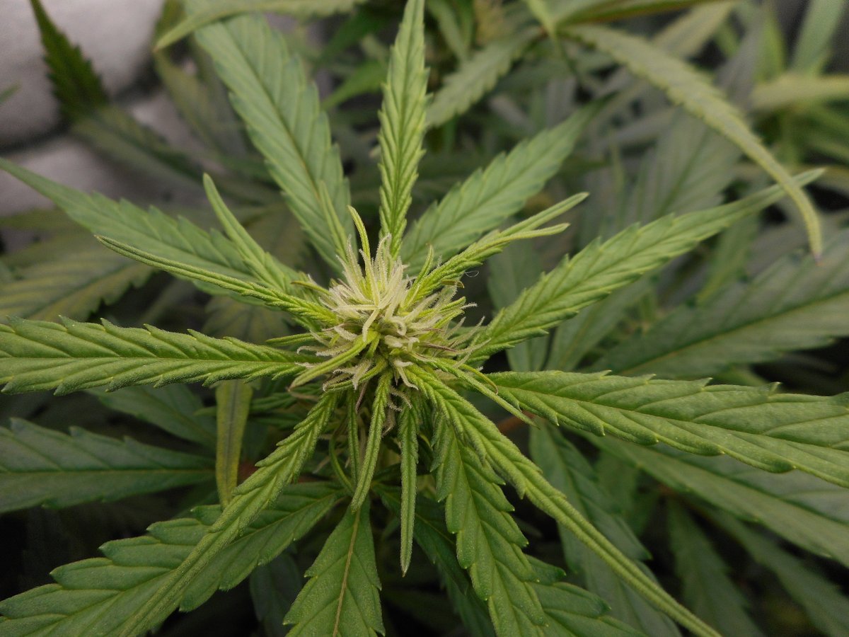 MySeeds_de's tweet photo. Lemon AK in Woche 3 🍋⚡ Budlets überall.
Defol jetzt oder laufen lassen? Dein Call – warum?
#LemonAK #Autoflower #Homegrow #CannabisCommunity https://t.co/YuoBoJ5bL4