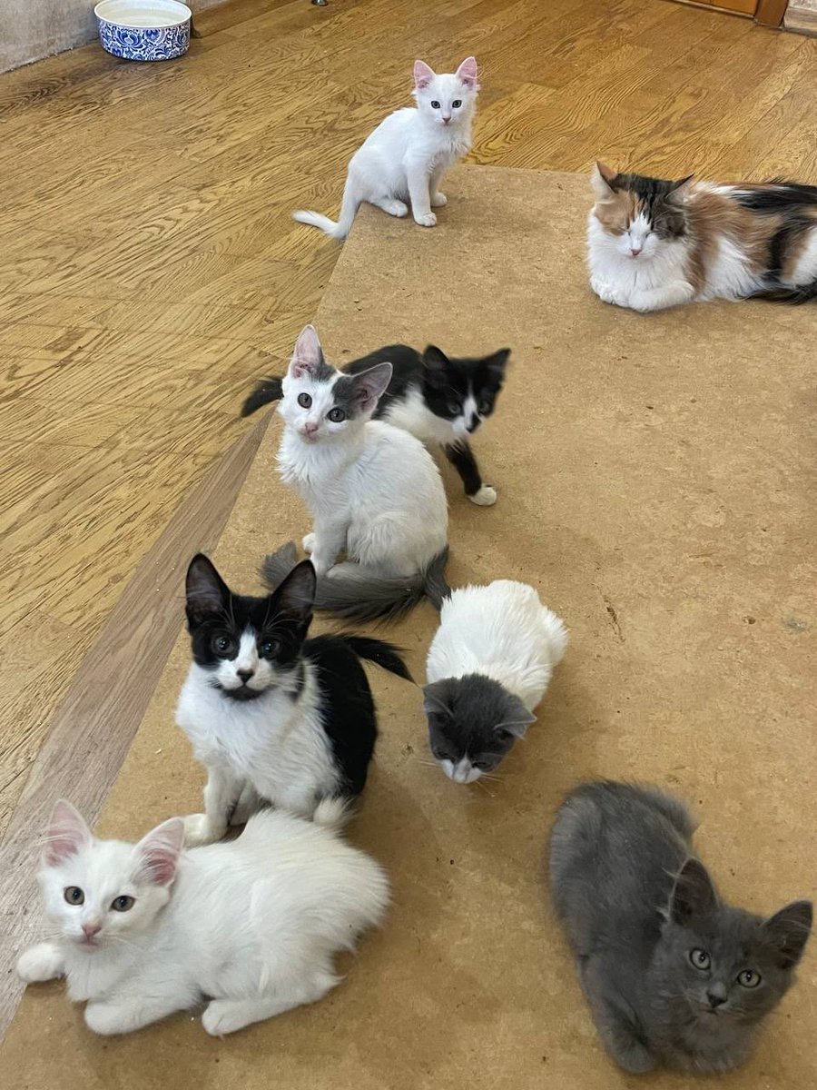 _Nameless_Mira's tweet image. Зробіть, плз, репост.
Котики і кошенята з Харкова, Харківської та Донецької областей шукають домівки в Україні. Ми готові відправити котика в інше місто.
Також, якщо є можливість закинути
на корм котикам та собакам, яких у нас дуже багато, буду вдячна. Наразі все закінчилось…