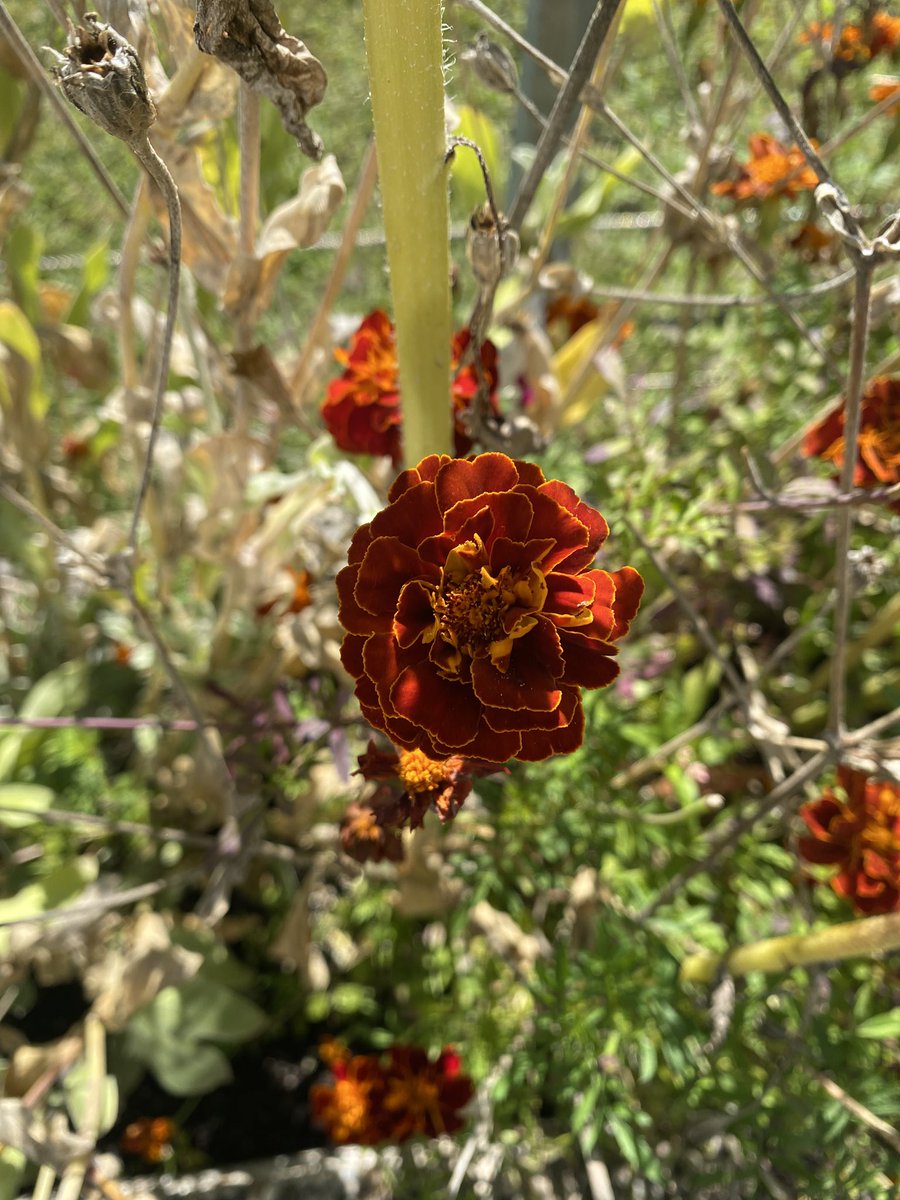 Sonia Zuccaro tweet media