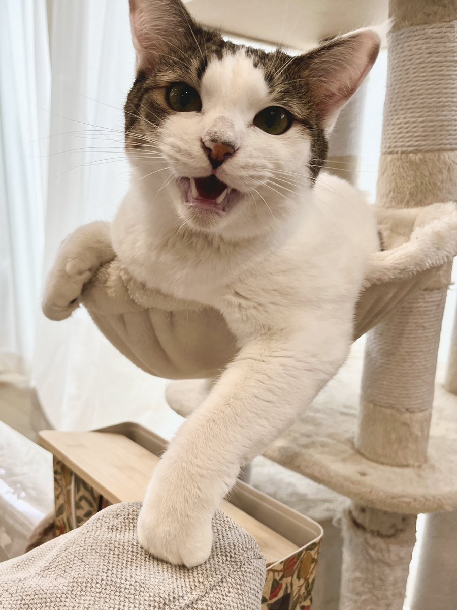 とらまる 猫の『とらまる』🐈 (@222nikukyu) / Posts / X