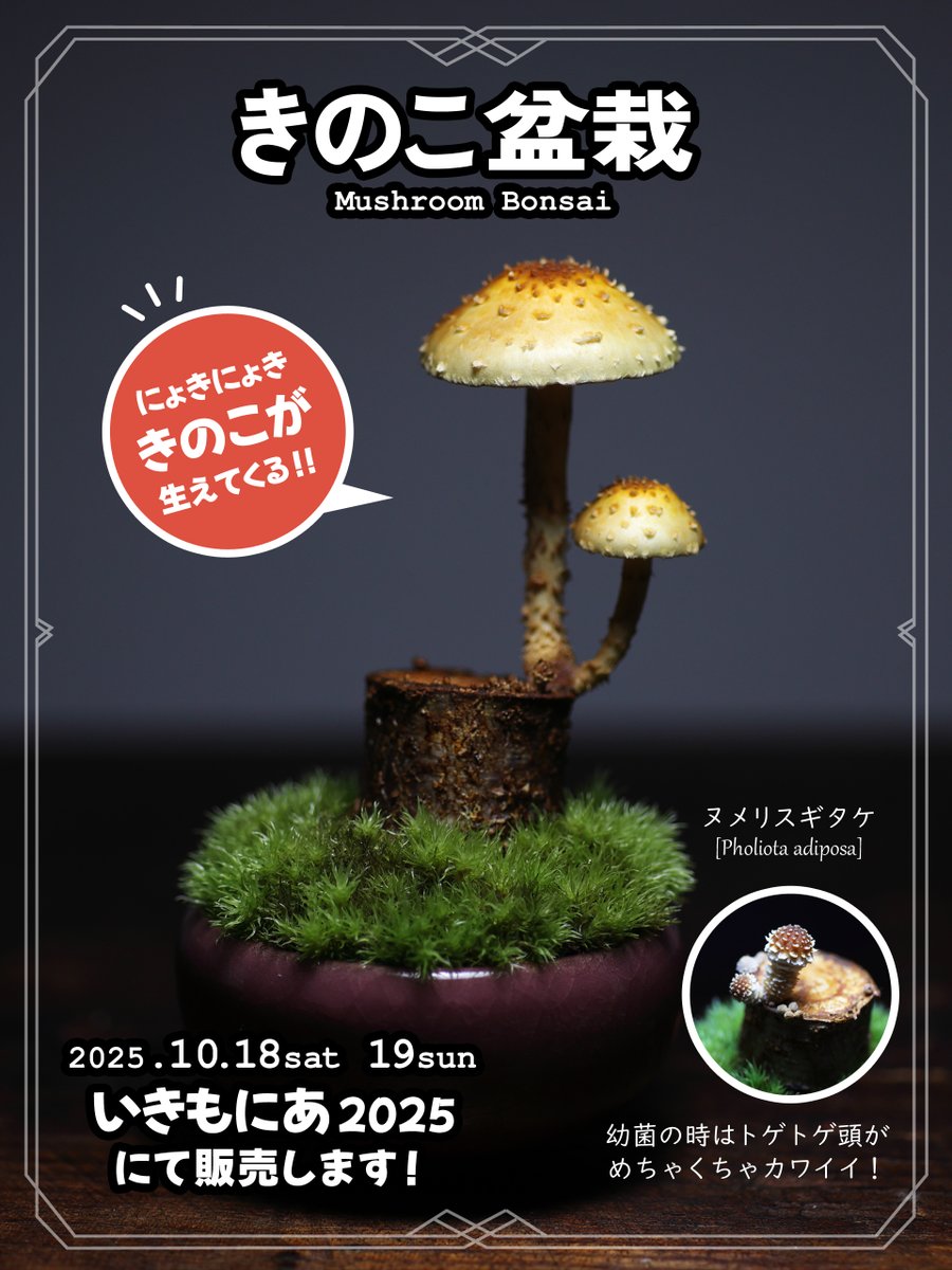 きのこ PDX. on X: 