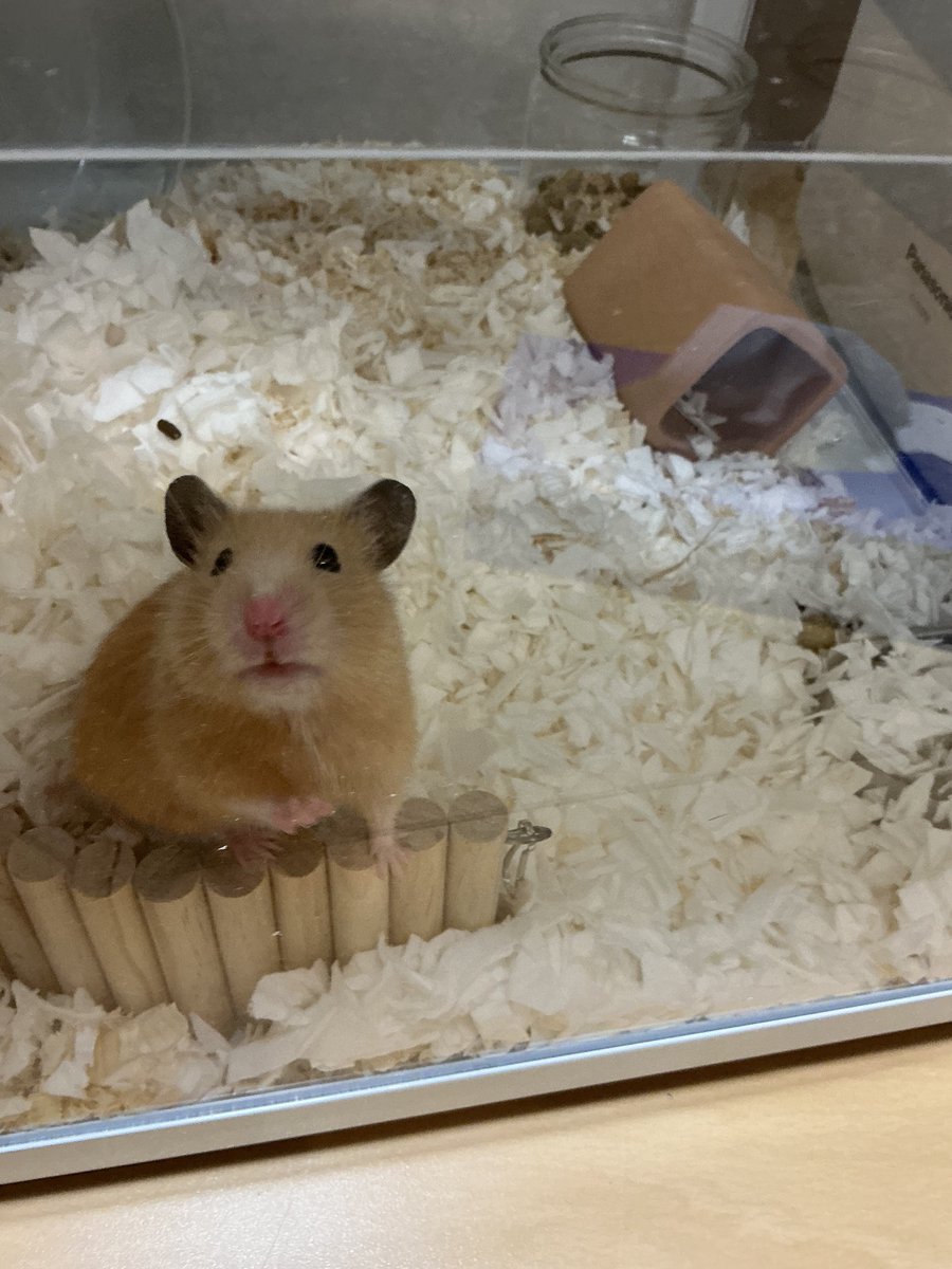 ぽちゃが今日亡くなりました。
1週間前から体調が悪そうだったので、病気に連れて行き様子を見ていましたが
良くなりませんでした。
今日また病院に連れて行こうと思って
はやく家に帰ってきたのですが、すでに亡くなっていました。
うちに来てくれてありがとうね