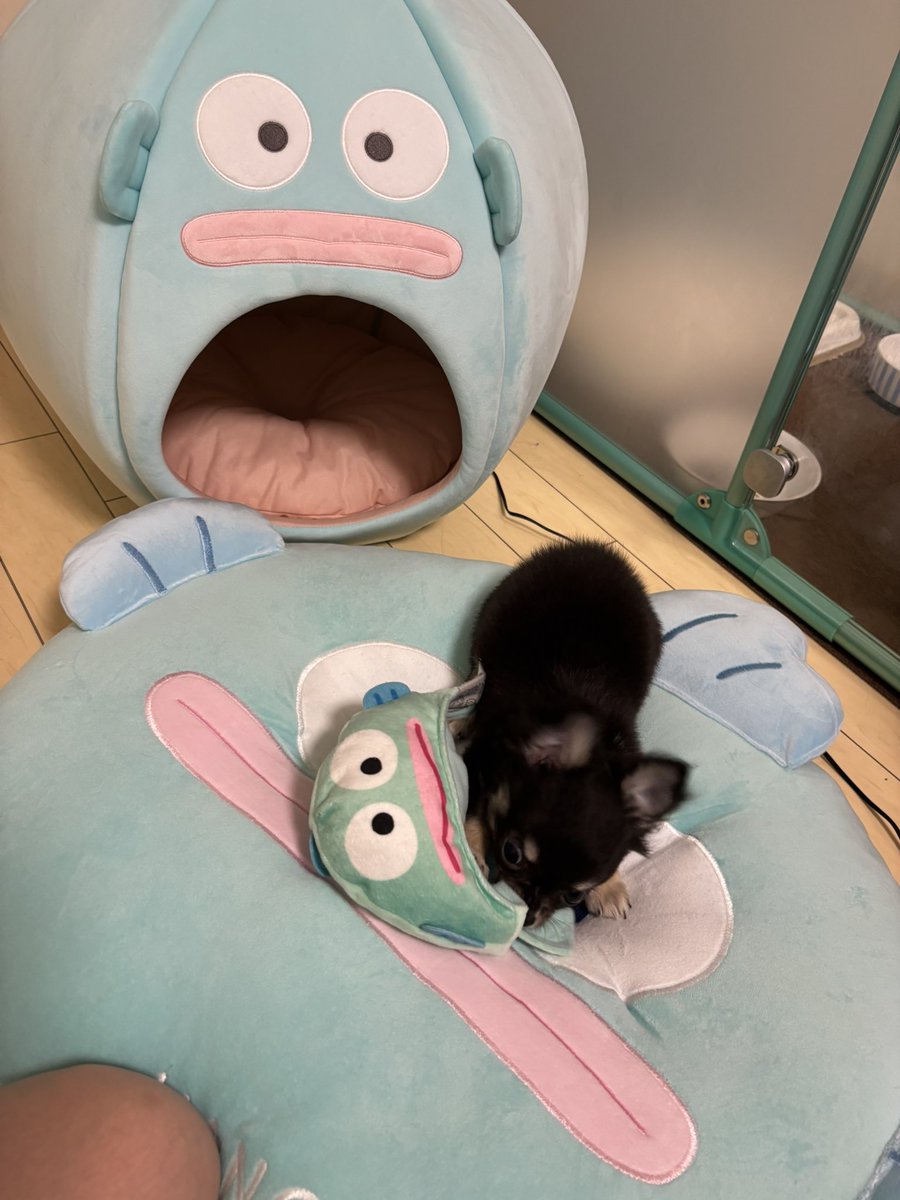 最近いっぬを飼ったんですが
当たり前のように
ハンギョドンの英才教育🤞