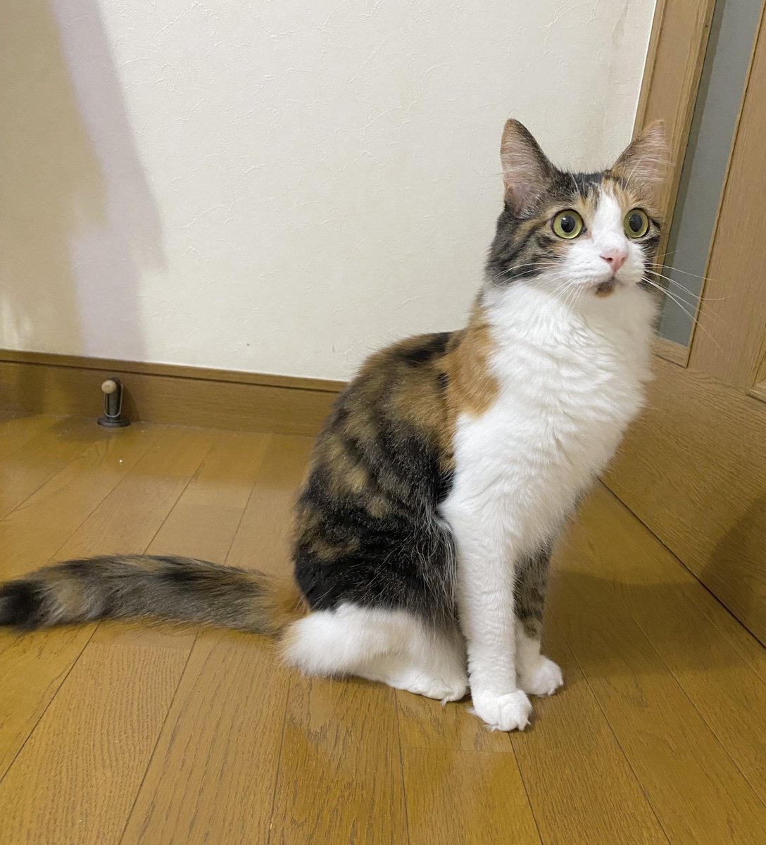 三毛猫様♡ありがとうございます♡ 三毛猫 - Search / X