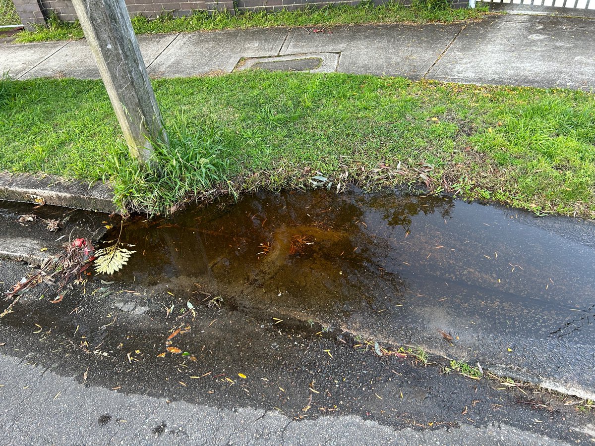 queenbigribs tweet media