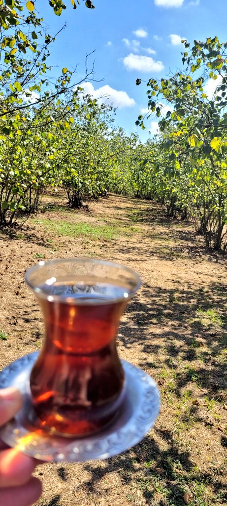 Erkekler Namaz kılarken bende çayımı içeyim  ☕️🥰🌿
Sakarya anlık 🇹🇷💚🖤🇹🇷