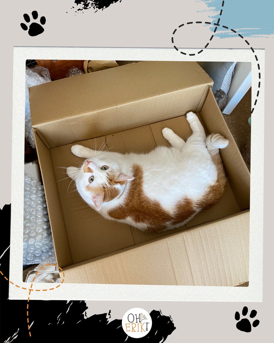 Cat owners, tell me this: why do you buy expensive beds when we prefer cardboard boxes, laundry piles, or—my personal favourite—the exact spot you were about to sit?