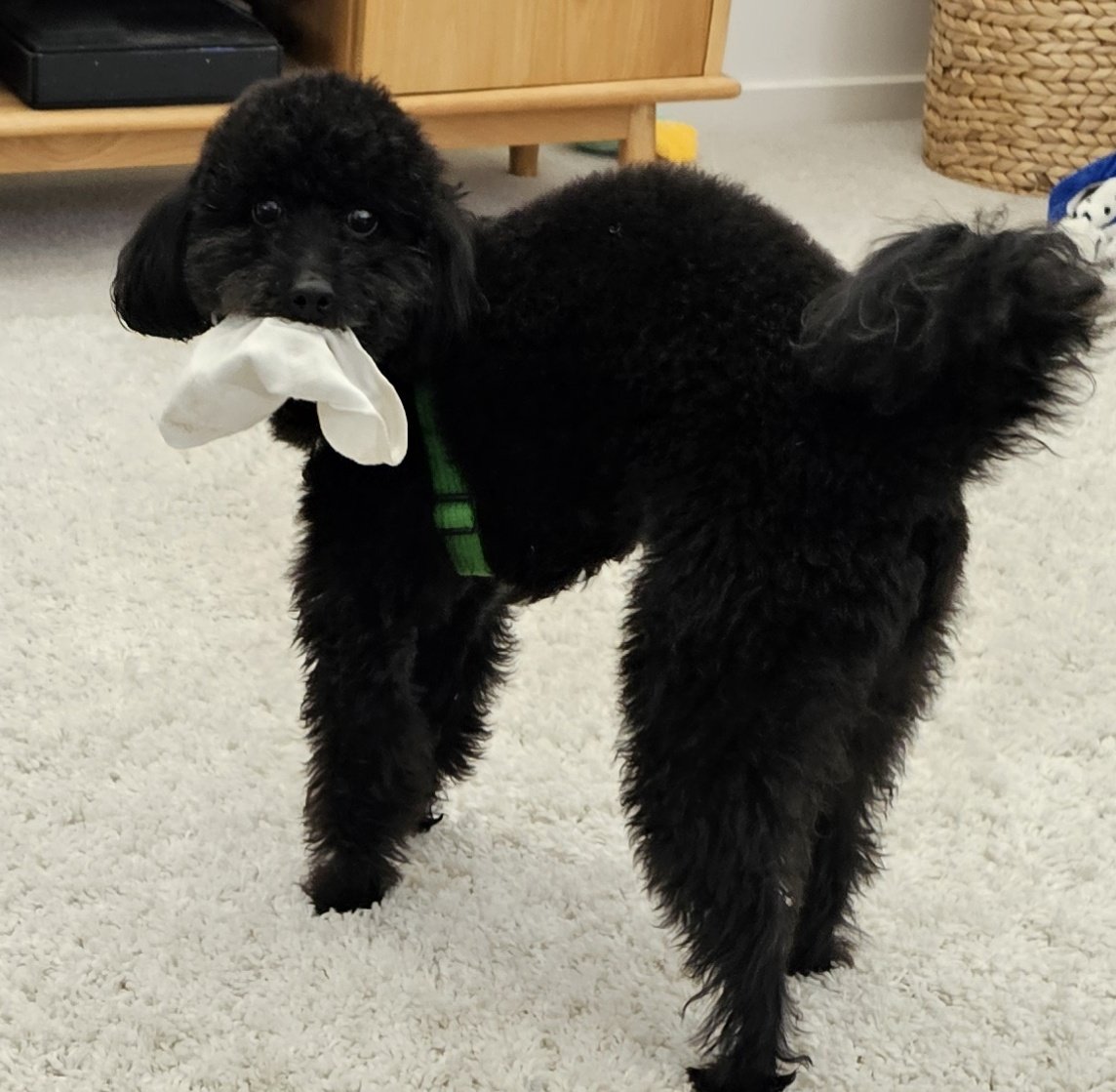 In other news about Angus the Attack Poodle, here he is with my sock in his mouth.

He went to the beautician yesterday and she puffed up his trousers.