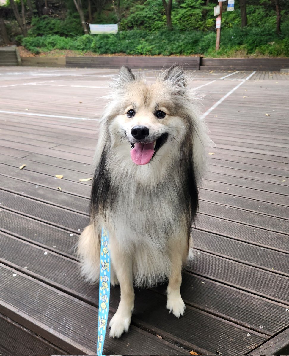 행복한 헤헤 강아지