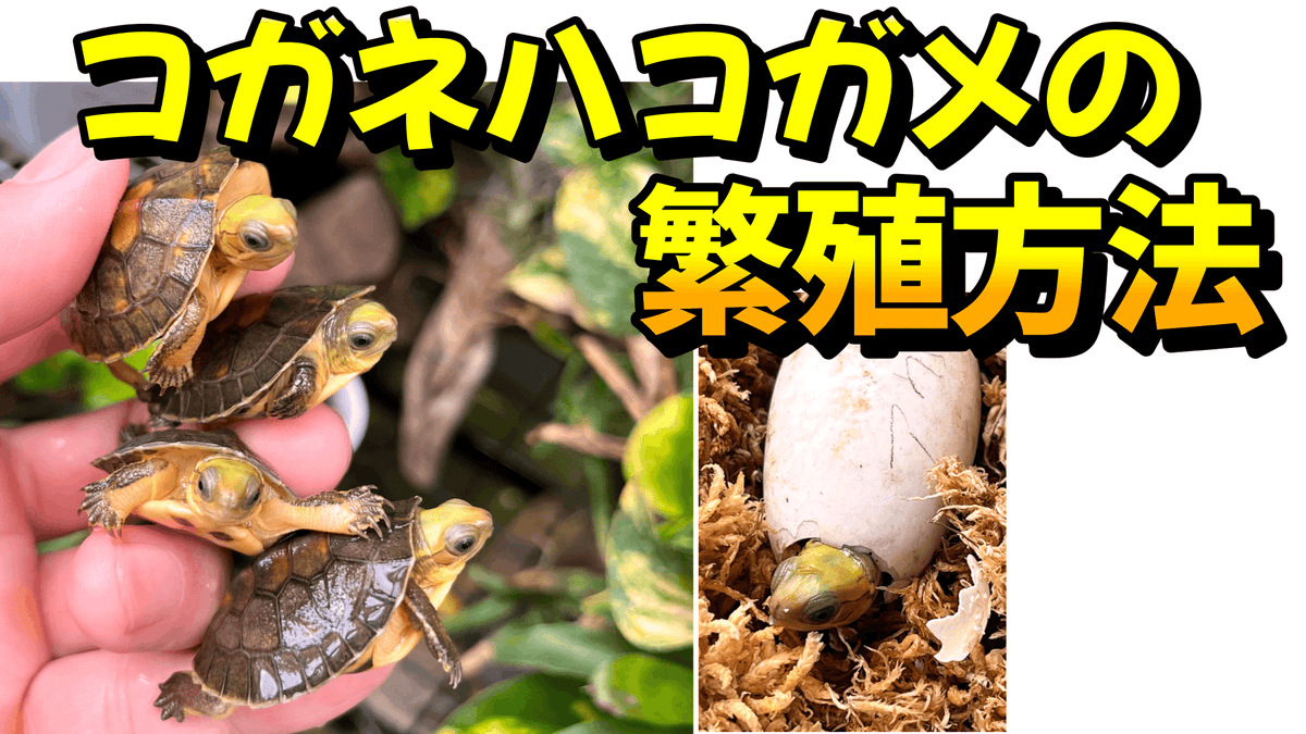 000kamezo's tweet photo. コガネハコガメの繁殖についての動画となります。
参考になれば幸いです。
孵化したベビー達も登場します^^
#アウロキャピタータ
#Cuora
#aurocapitata
https://t.co/LWXv2XrlKc @YouTubeより https://t.co/KxVN8jSKCs