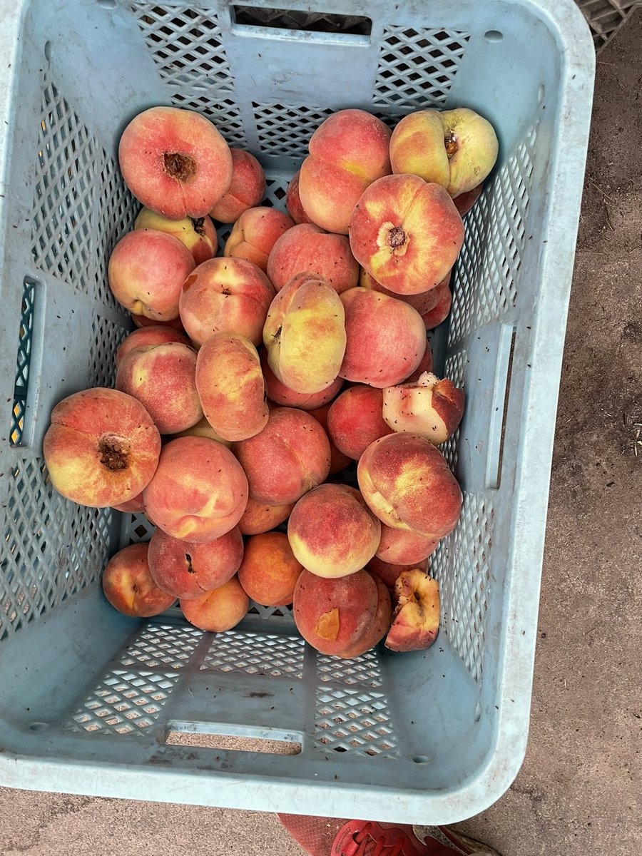 🍑Qちゃん🍑 (@noromanmomo) / X