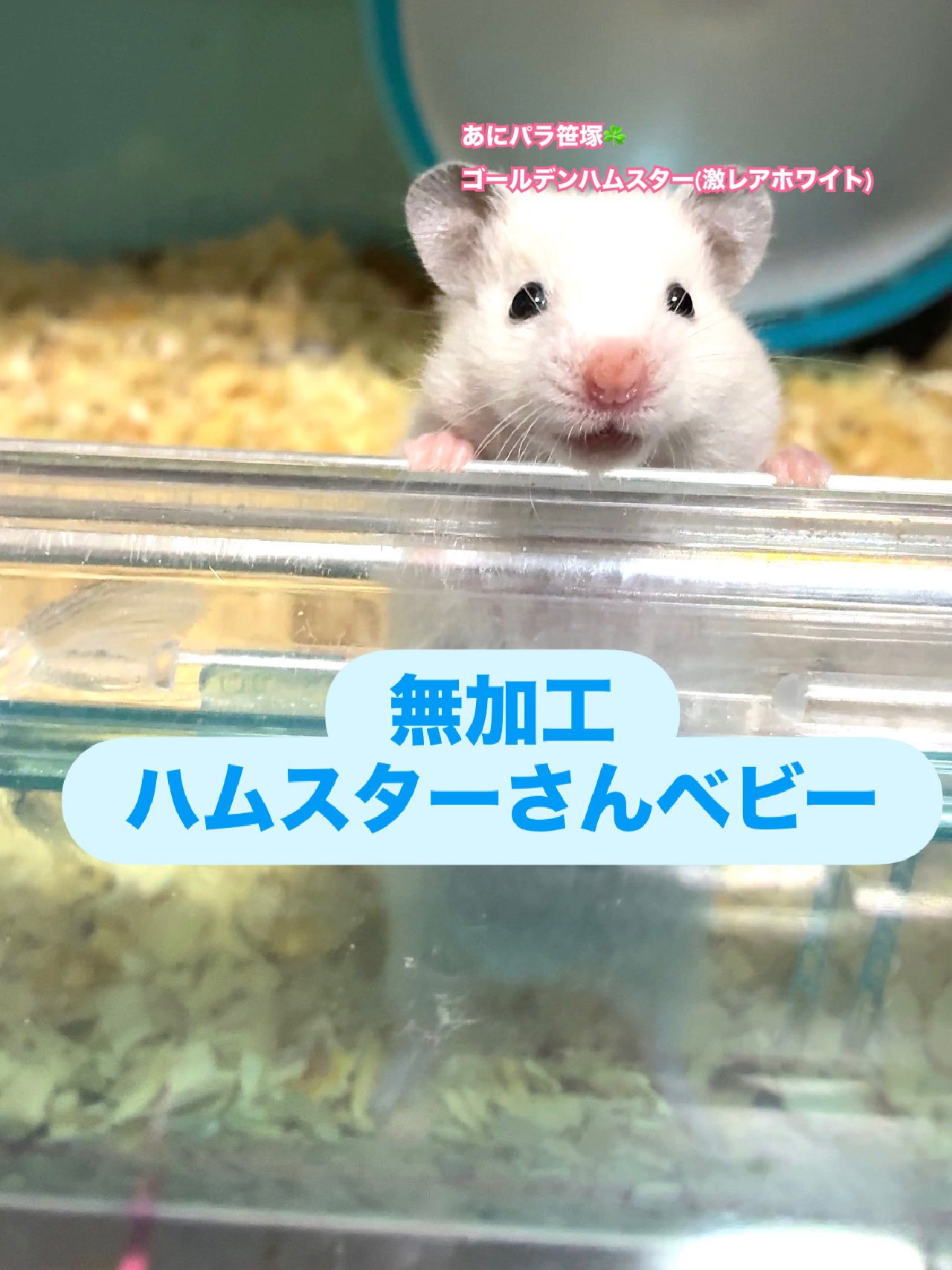 あにパラ⭐️渋谷 on X: 