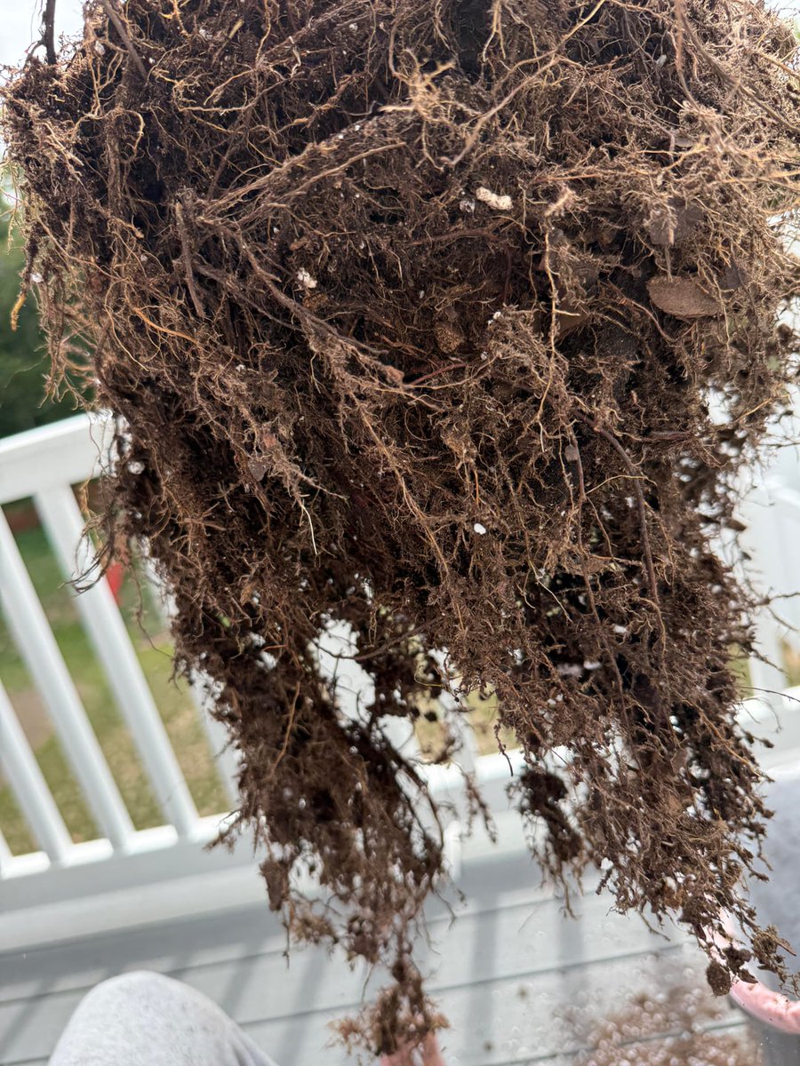 AllForGardening's tweet image. Are my roots healthy
 
allforgardening.com/1440198/are-my…
 
#FicusLyrata #FiddleLeafFig