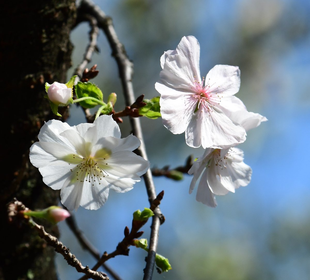 観清院 (@kanseiin6148) on Twitter photo 