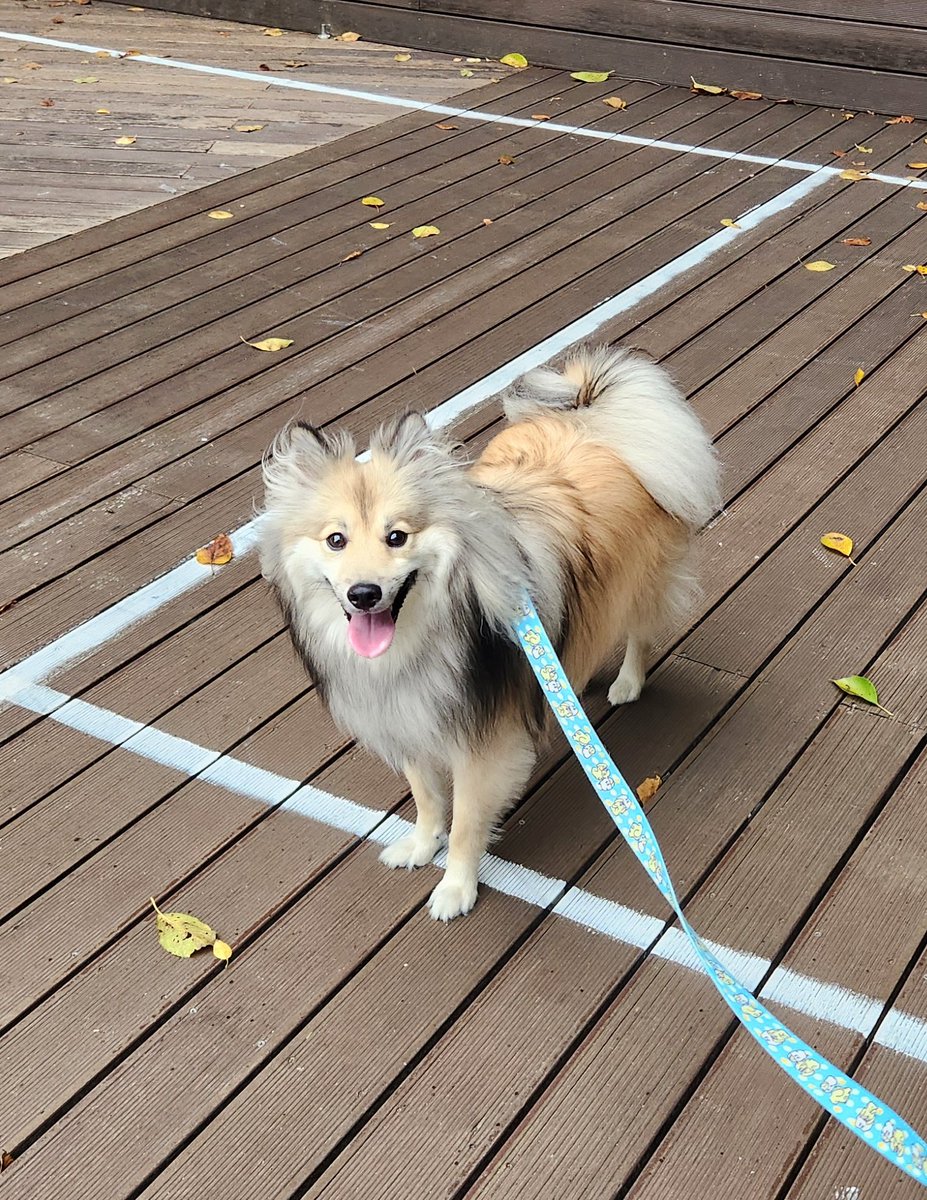 이제 나무데크 좋아해서
꼭 밟고 가야 한다고 함