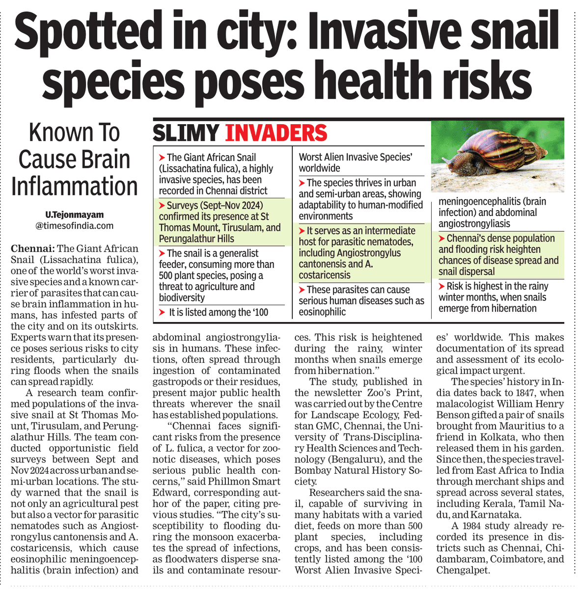 The Giant African Snail you spot in your neighourhood during a rain spell may be carrying a parasite that can cause brain infection in human; It's one of the 100 worst alien invasive species <a href="/PMOIndia/">PMO India</a> <a href="/CMOTamilnadu/">CMOTamilNadu</a> <a href="/chennaicorp/">Greater Chennai Corporation</a> <a href="/moefcc/">MoEF&CC</a> <a href="/CentreCoastal/">National Centre for Coastal Research</a> <a href="/ChennaiRains/">Chennai Rains (COMK)</a> <a href="/praddy06/">Tamil Nadu Weatherman</a>