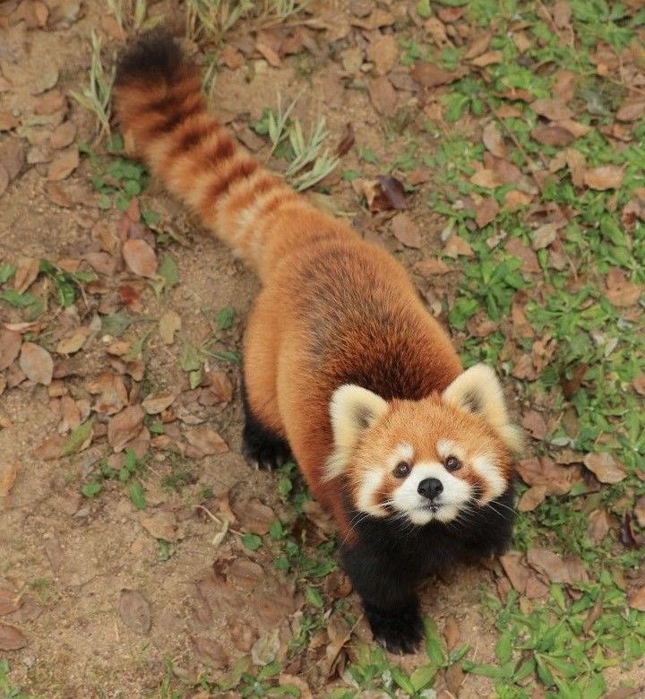 I hope you think of me everytime you see red pandas