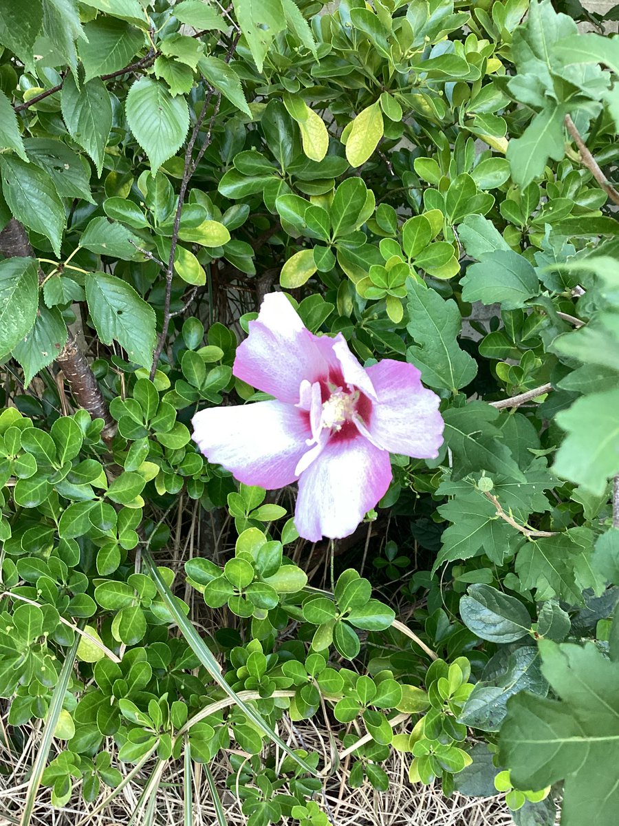 Kawaiiai運動を、今日から本格的に始めて行きます❣️

まずは、地元のゴミ拾い❣️🥰

実家の周辺はゴミが落ちてないため、市街地に出てゴミを拾います❣️

イエーイ✌️😃

科学の発達、世界の分断、AIの台頭

混沌の時代だからこそ

この世界には愛が必要❤️

しかも、Kawaiiaiかわいい愛の活動をしよう❣️