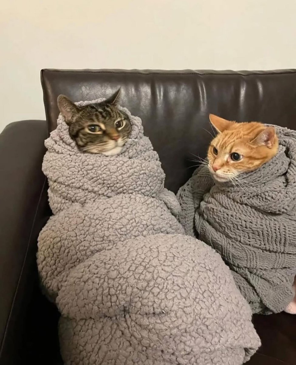 The Cats 𝕏 (@thecatsx) on Twitter photo 