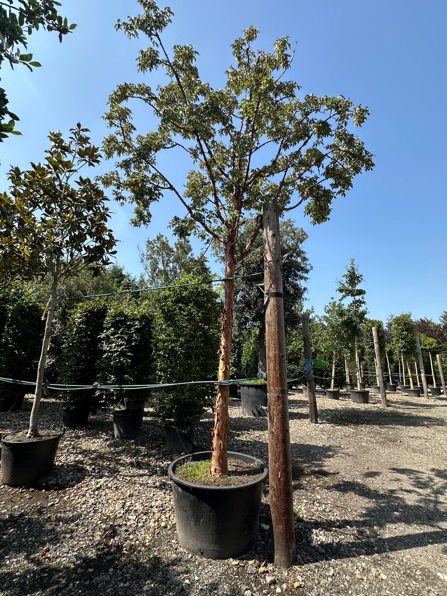 Acer griseum is a small spreading, slow-growing tree deciduous tree, prized for its beautiful papery chestnut-brown bark which peels

We have one of the ornate trees in stock at our Buckinghamshire nursery, standing at 5.5m high £1560 ex VAT and delivery
shop.pracbrown.co.uk/product/acer-g…