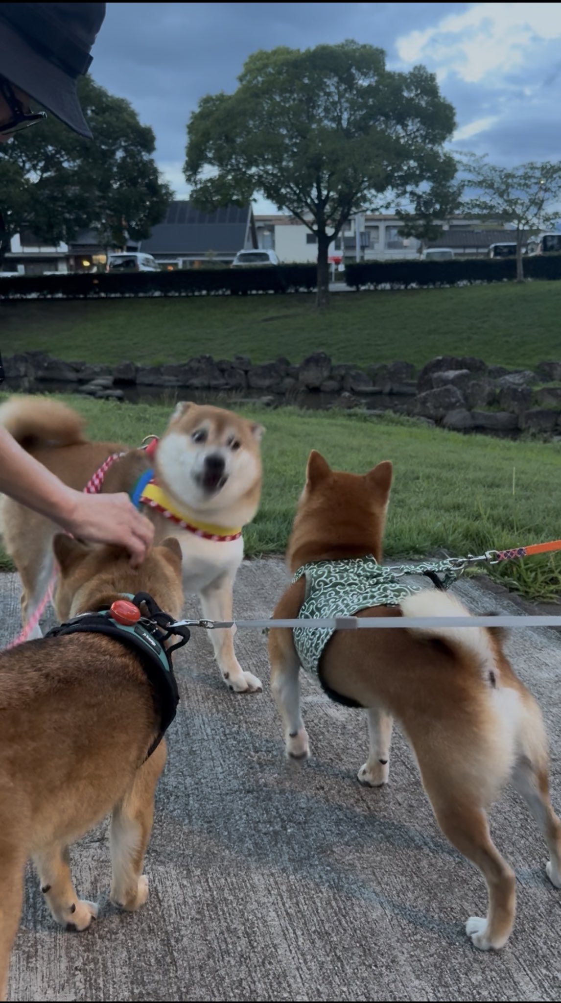 柴犬ぽん on X: 