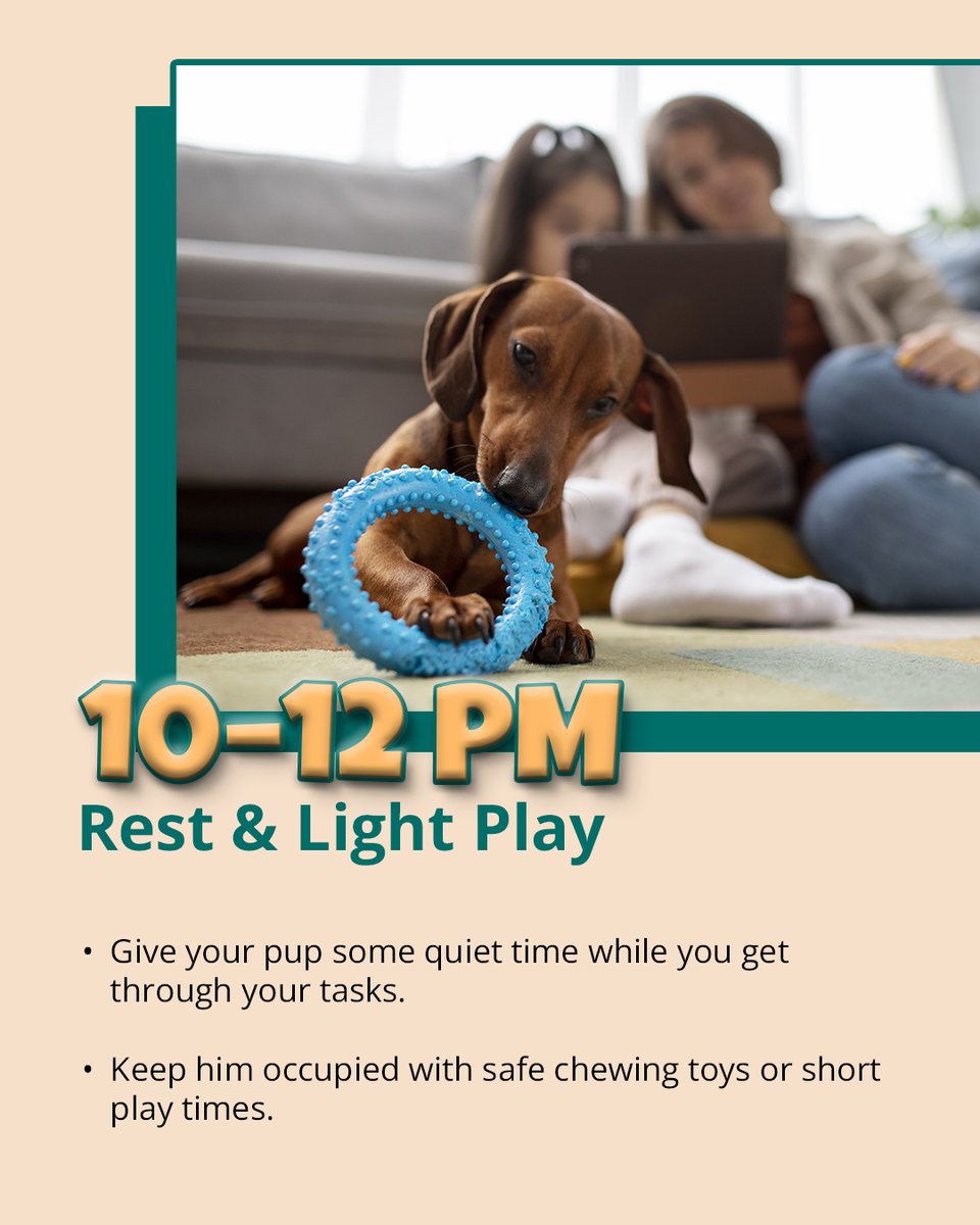 OliverQuee28294's tweet image. Want a healthier, happier pup? Swipe to see the ultimate daily routine &amp;gt;&amp;gt;

#dogroutine #DogHealthMatters #dogdailylife #DogLovers 

Continue &amp;gt;&amp;gt;