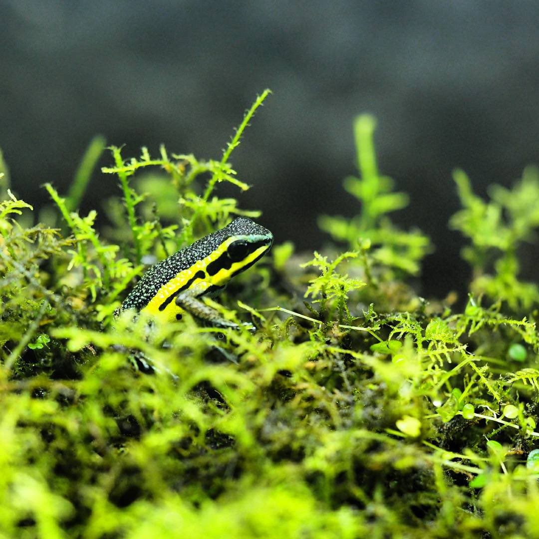 動物ってやっぱ凄いよなぁ
24時間365日エアコン管理してる部屋でも、ちょっと涼しくなるとコレ

最近オスを見かけやんからもしかしたら…と思ってたけどちゃんと生きてて仕事しとった！
家に来て10年ぐらいかなぁ
そろそろ次世代を残さなあかんねポンちゃん