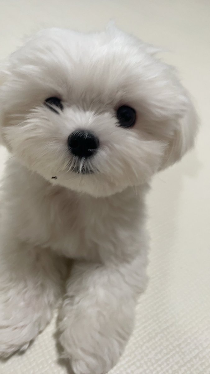 おやつのカス付いてますよ🐶
