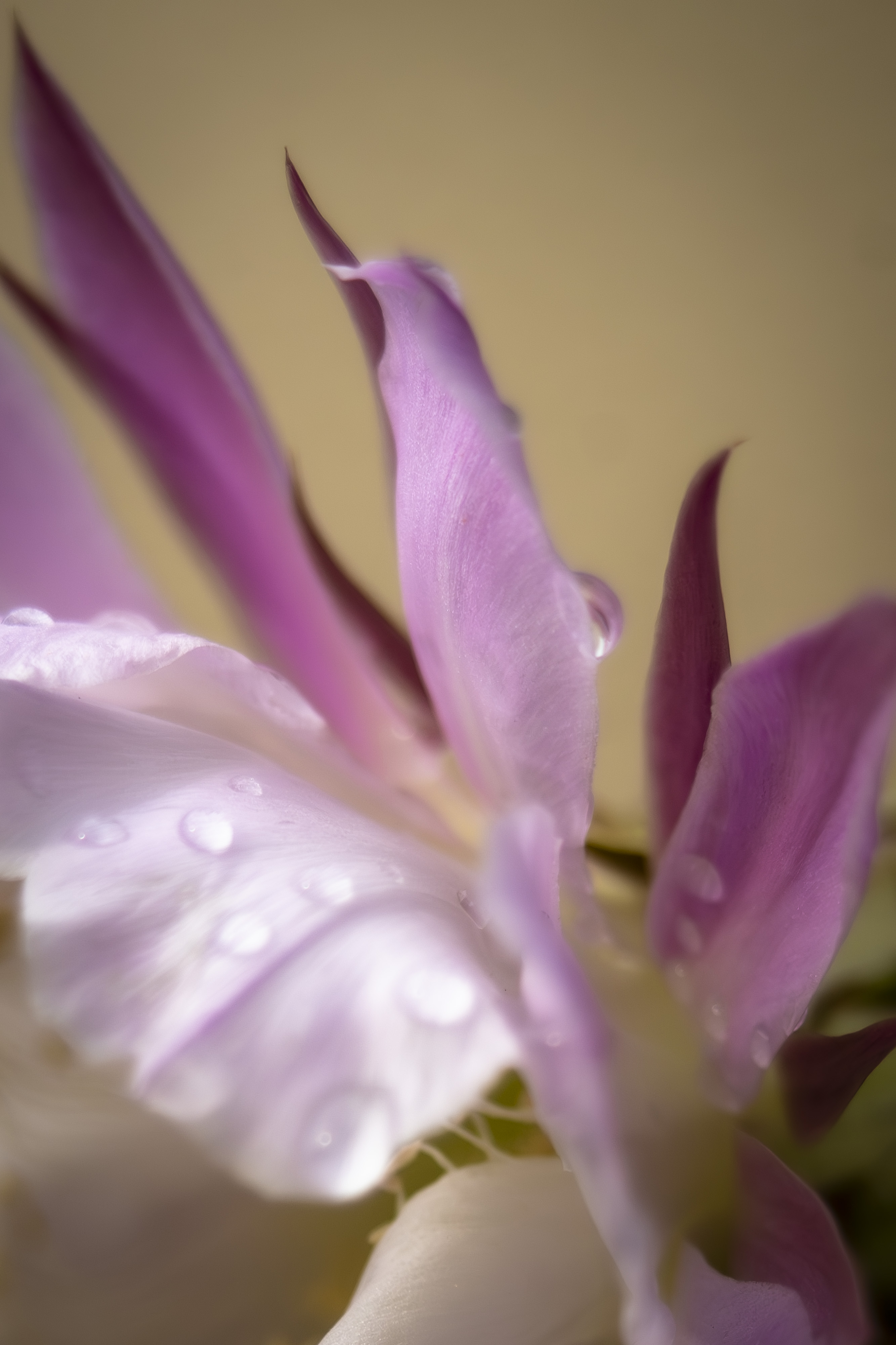 みさぽん25日まで❤️可愛いホワイト❤️保証❤️Pentax k-x みさぽん25日まで❤️可愛いホワイト❤️保証❤️Pentax k-x