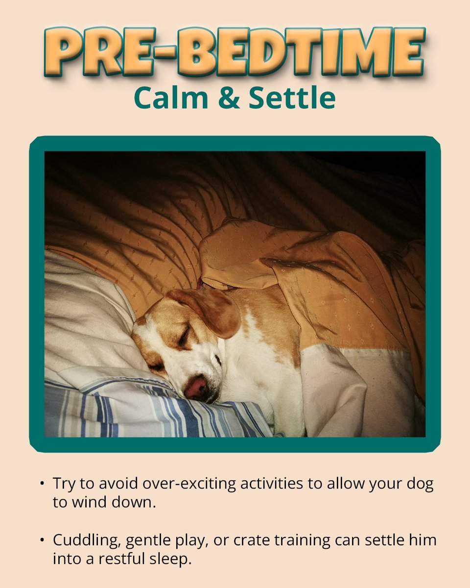 OliverQuee28294's tweet image. Want a healthier, happier pup? Swipe to see the ultimate daily routine &amp;gt;&amp;gt;

#dogroutine #DogHealthMatters #dogdailylife #DogLovers 

continued &amp;gt;&amp;gt;