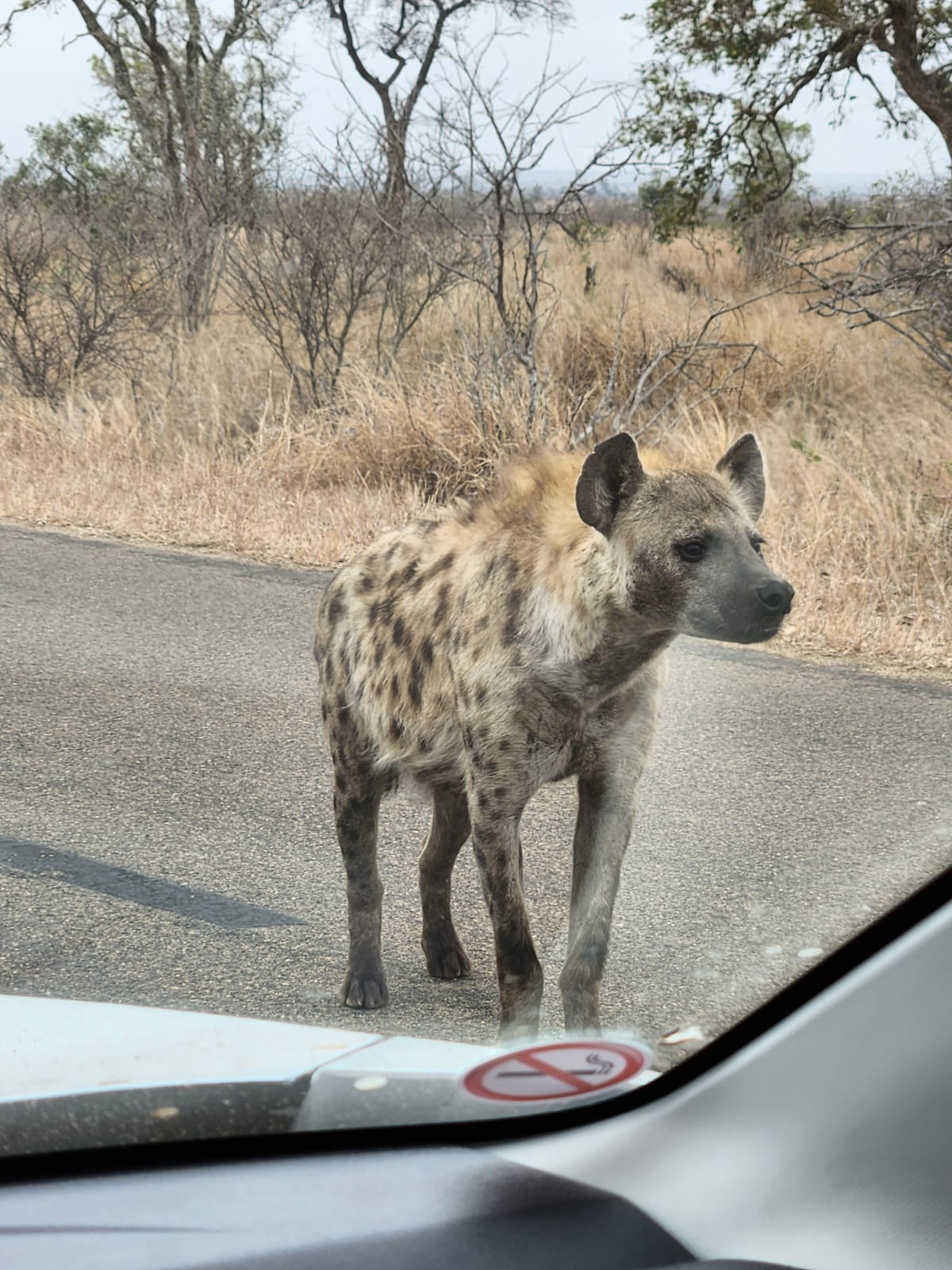 Kruger Sightings on X: 