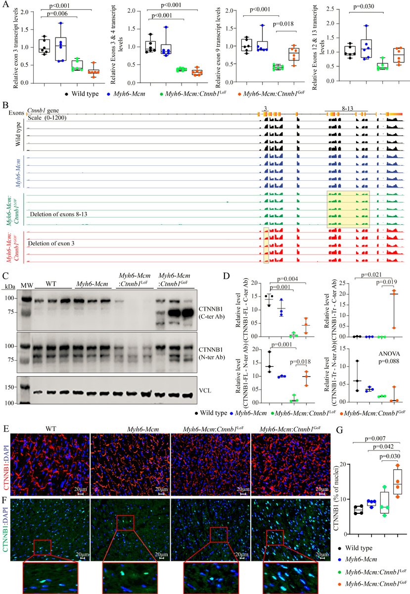 JCA_Journal's tweet photo. The WNT/β-catenin pathway regulates expression of the genes involved in cell cycle progression and mitochondrial oxidative phosphorylation in the postmitotic cardiac myocytes 🫀
Read more:
🔗https://t.co/xAOpVyyNsj
#Cardiology #WNTPathway #Mitochondria #CellCycle #βcatenin https://t.co/Ssf0ngIL7h
