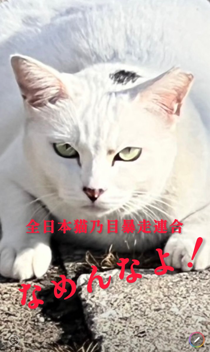 🇯🇵全日本猫乃目暴走連合🇯🇵 team「CAT'S⭐︎EYE」「FINAL STREET
