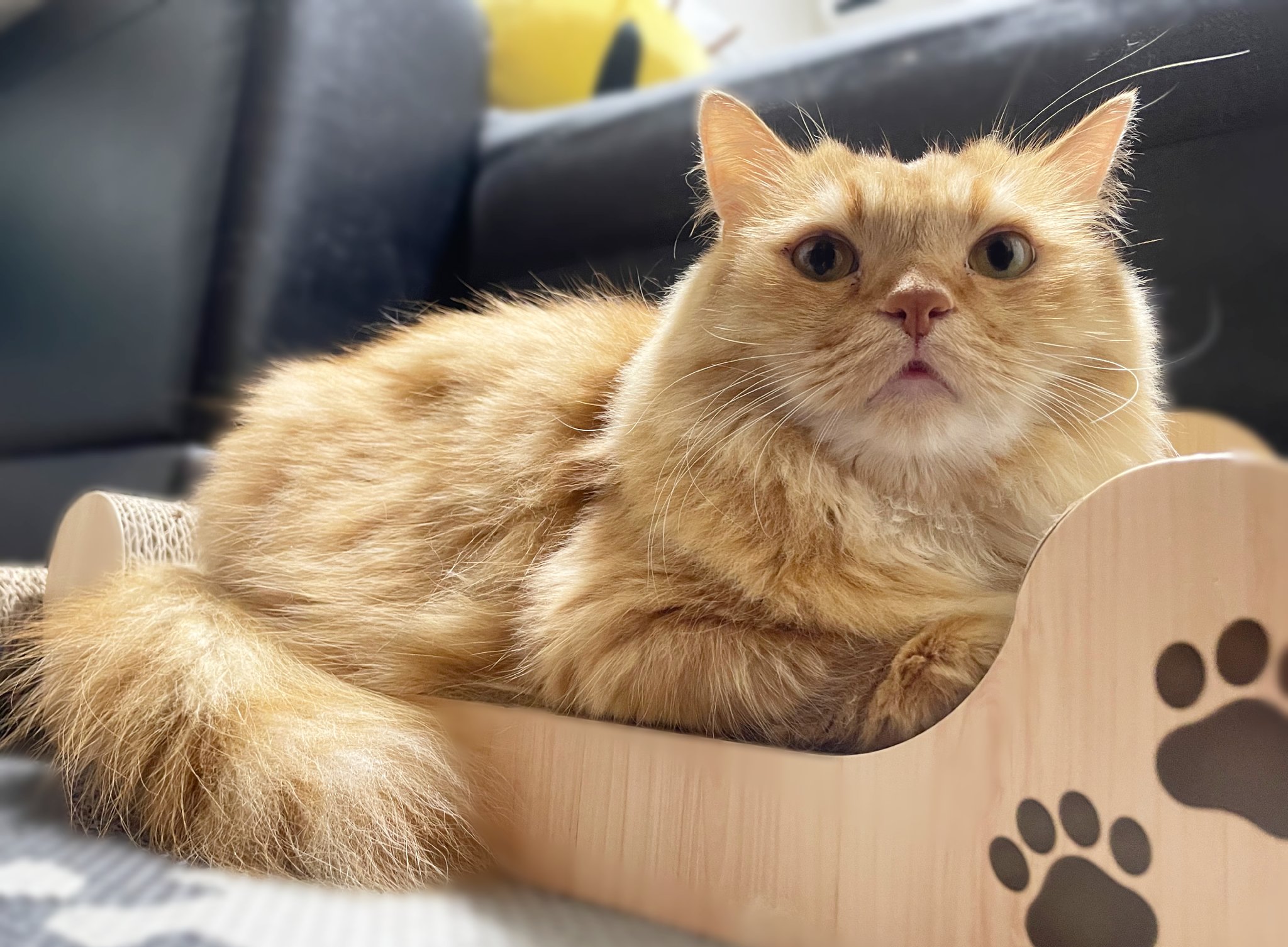 猫大好き様 🐾猫好きさん集まれー🐾​ 9/12(金)ニュウマン高輪にオープンした