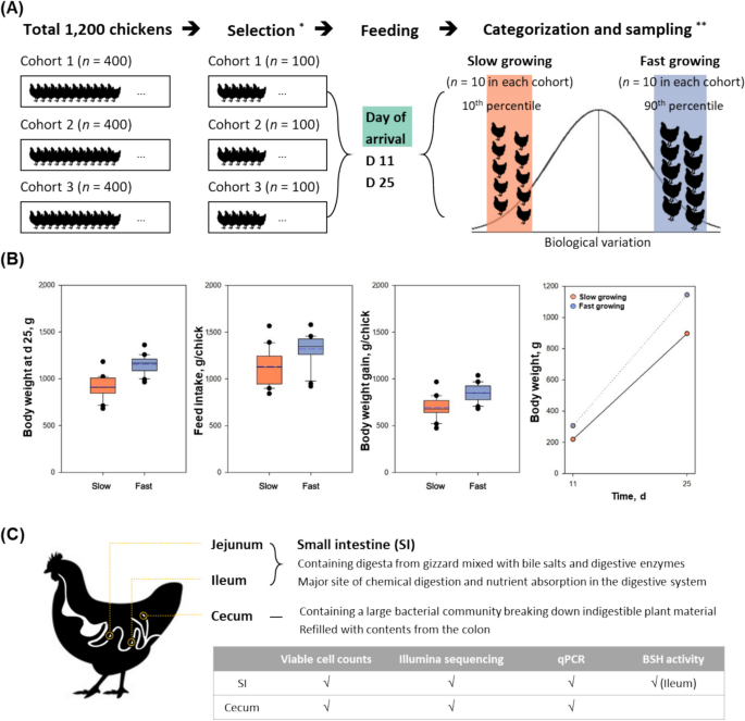A study published in #JASB suggests slow-growing broilers had higher gut bacteria (Enterococcus, Clostridium) and bile salt hydrolase activity, linked to lower feed intake and weight gain, impacting poultry production efficiency. 
jasbsci.biomedcentral.com/articles/10.11…