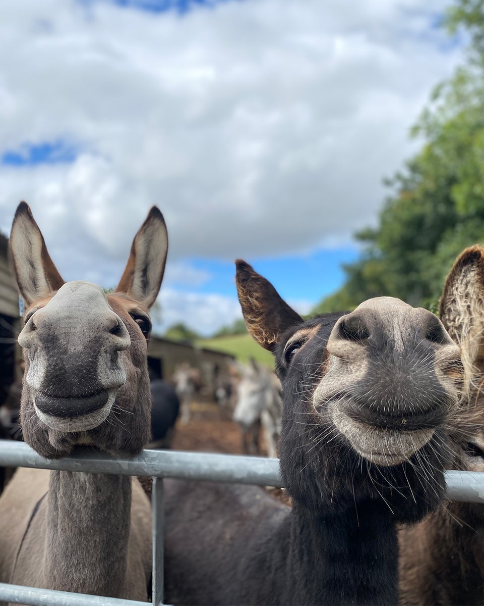 Noelie and Jacko look happy to see you! 😄