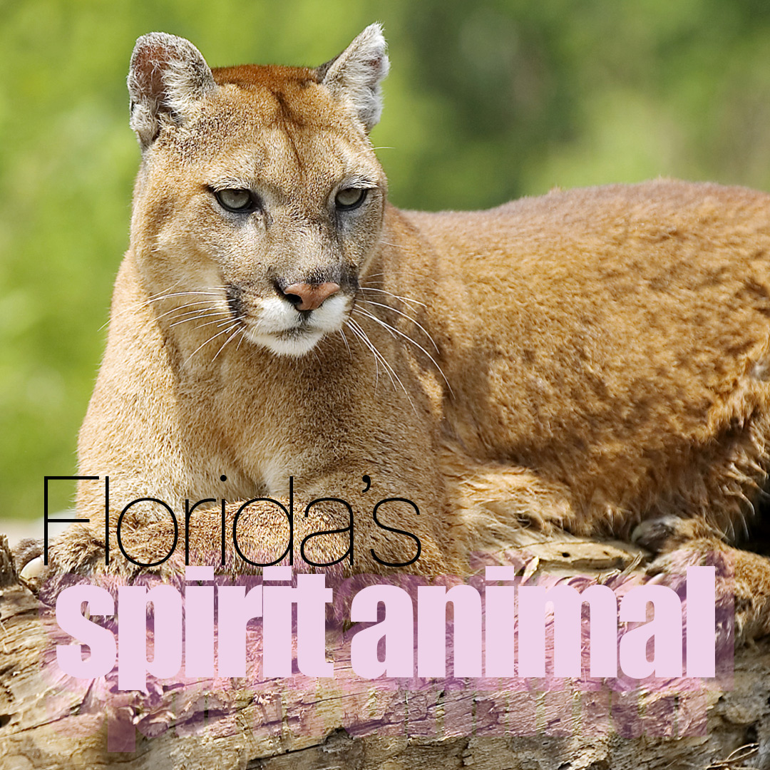 In the shadowy depths of Florida's wilderness, a legend persists: the Florida panther. Read all about them here. #Parkland #CoralSprings theparklander.com/2025/08/22/the……as-spirit-animal/