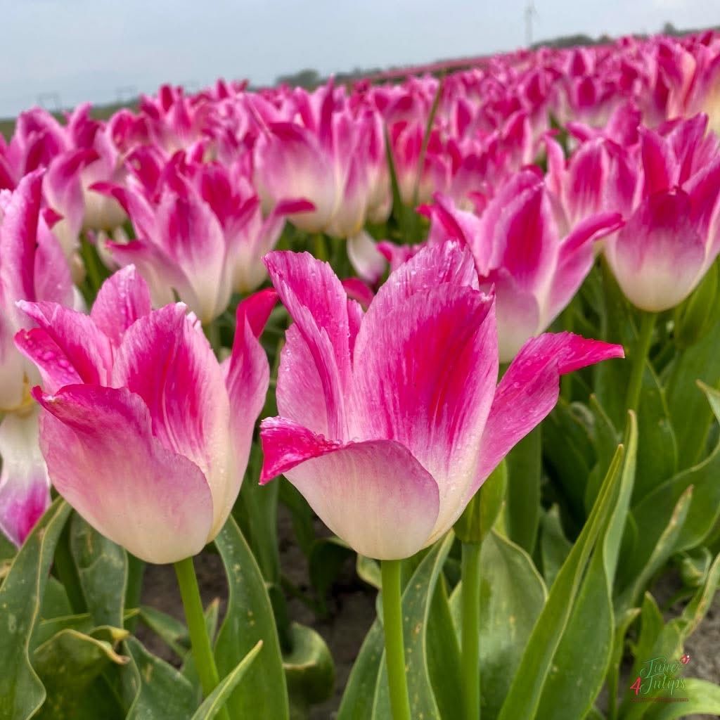 time4tulips's tweet photo. 🌷Whispering Dream is an elegant lily flowering Tulip with a sublime color. As the flower matures, each vibrant petal makes a slow transformation from ivory-white to raspberry pink.

#time4tulips #flowers #garden #tulipslover #prettyflowers https://t.co/oPScuYCtYC