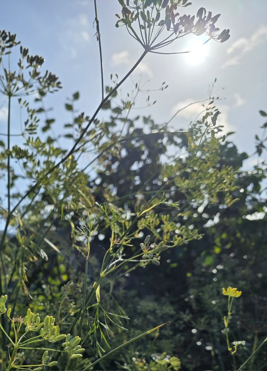 Zenbur04's tweet image. Zojuist gemaakt in mijn tuin #Bokeh #septemberweer @LisetteOpTexel