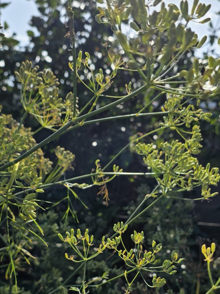 Zenbur04's tweet image. Zojuist gemaakt in mijn tuin #Bokeh #septemberweer @LisetteOpTexel