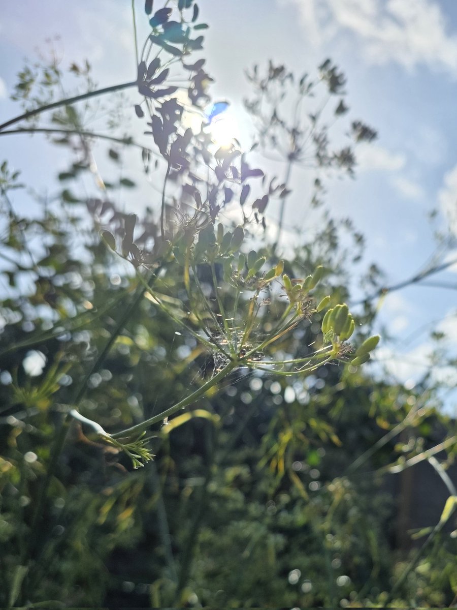 Zenbur04's tweet image. Zojuist gemaakt in mijn tuin #Bokeh #septemberweer @LisetteOpTexel