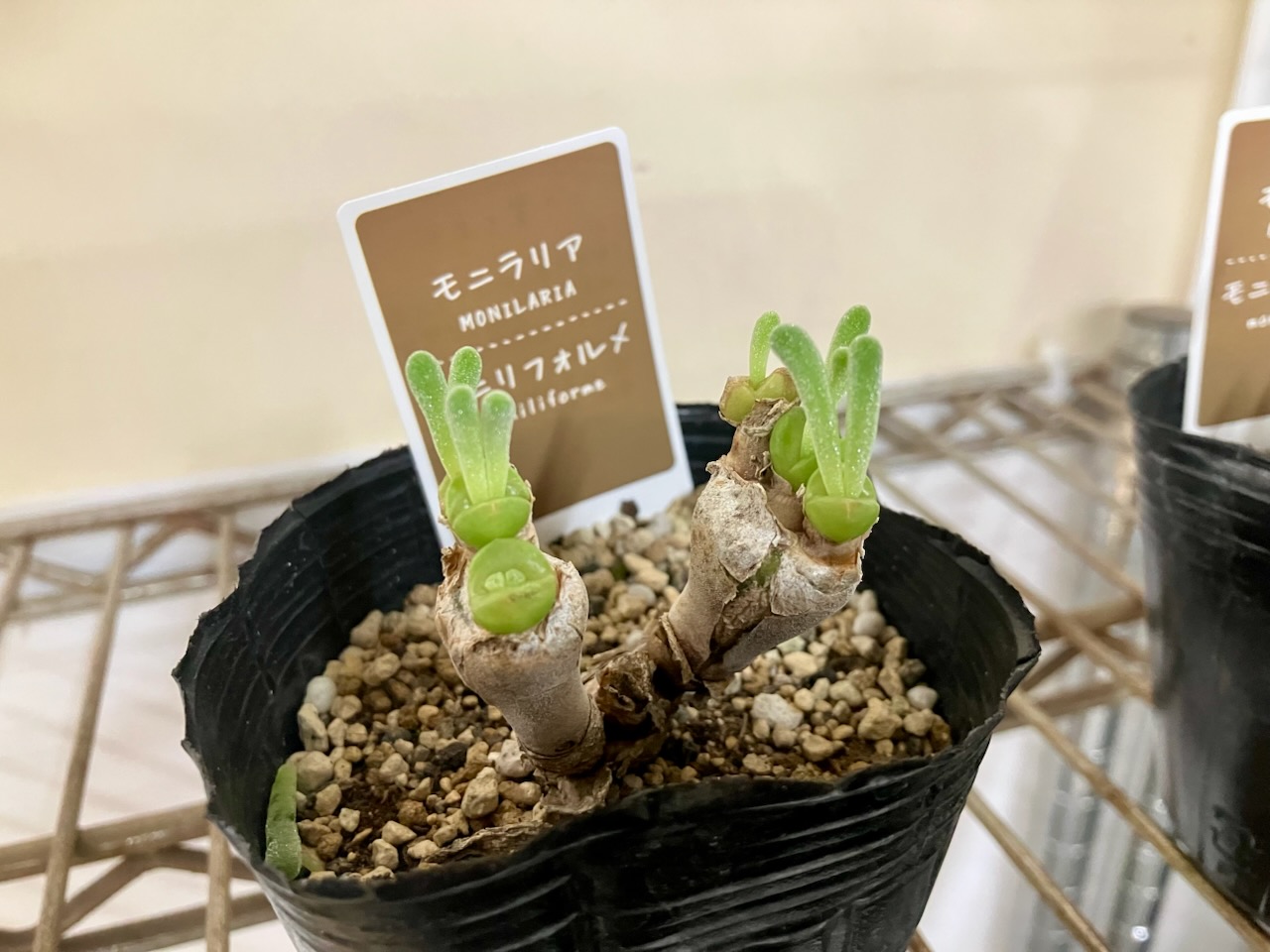 多肉植物 - Search / X