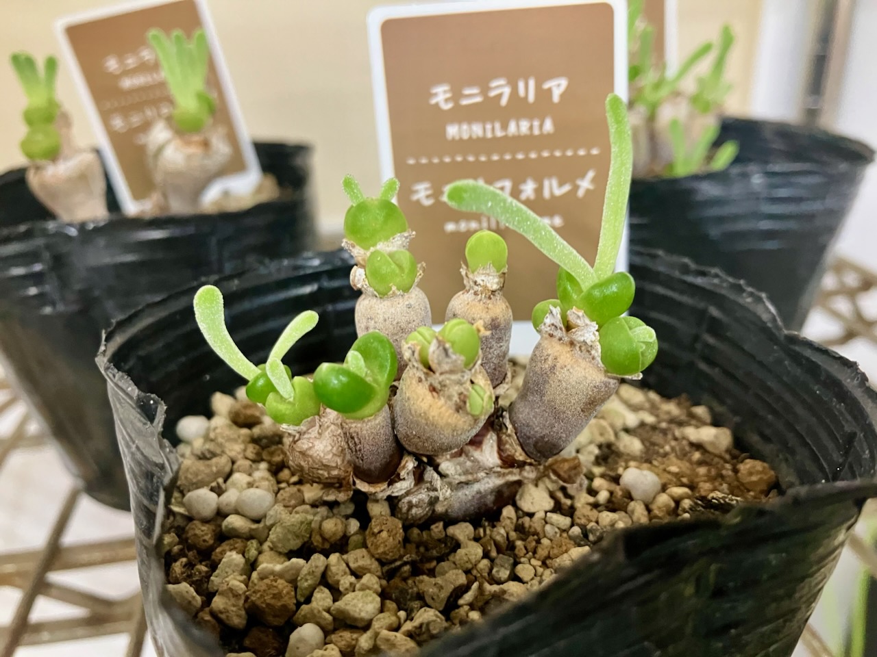 ココベリア❣️桃小町❣️ 抜き苗 つぶー 寄せ植え 多肉 ココニコ ココベリア❣️桃小町❣️ 抜き苗 つぶー 寄せ植え 多肉
