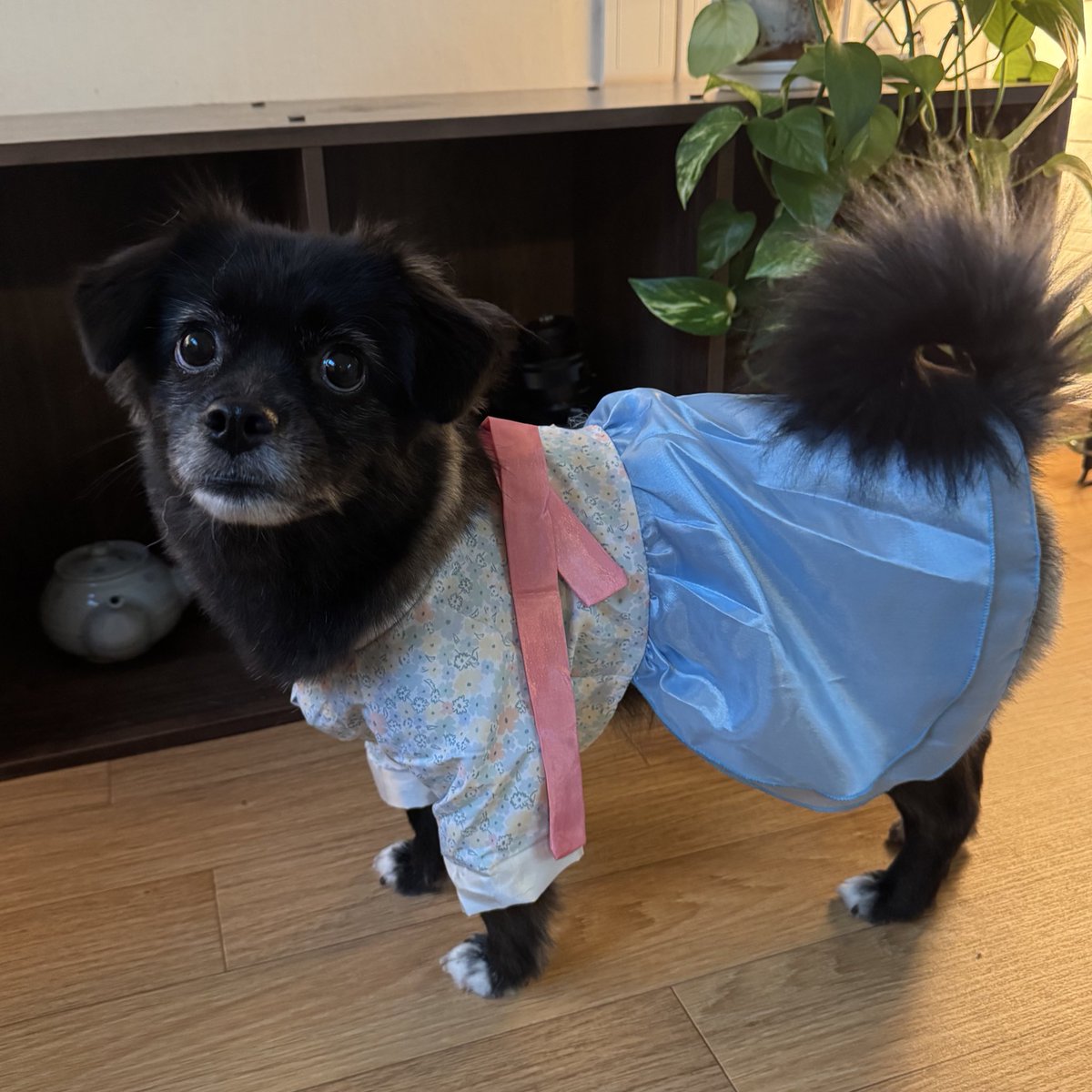 다이소 한복 재입고 안된다길래 후다닥 샀음 
ㅋㅋㅋ