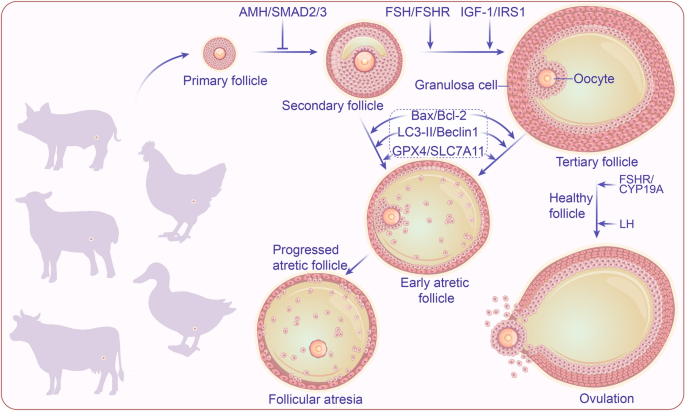 New review in #JASB uncovers how autophagy, apoptosis &amp; ferroptosis regulate livestock follicular development and atresia, offering fresh insights to boost reproductive efficiency through targeted cell death pathways.🐄
#ReproBiology #LivestockScience
jasbsci.biomedcentral.com/articles/10.11…